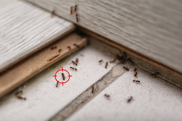 Best Cockroach Control Services  in Pinconning, MI