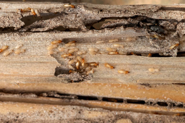 Spider Control Near Me in Pinconning, MI